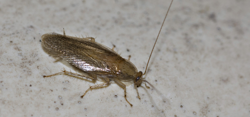 Pseudophyllodromiidae