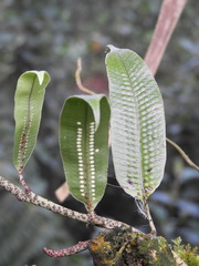 Serpocaulon levigatum
