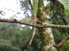 Serpocaulon levigatum
