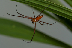 Nephila pilipes