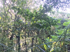 Erythrina ×sykesii