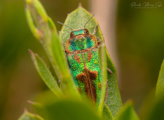 Trigonogenium angulosum