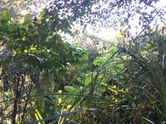 Erythrina ×sykesii