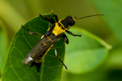Ichthyurus lateralis