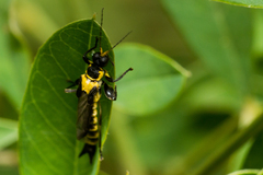 Ichthyurus lateralis