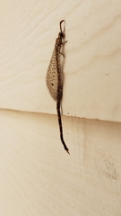 Clathroneuria schwarzi