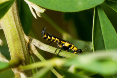 Ichthyurus lateralis