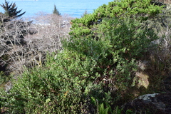 Arctostaphylos × media