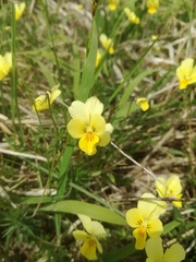 Viola lutea calaminaria