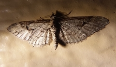 Eupithecia bolterii