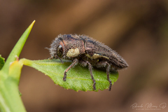 Tyndaris marginella