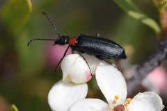 Lytta crotchii