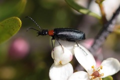 Lytta crotchii