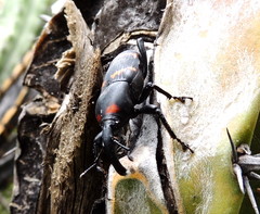 Cactophagus spinolae