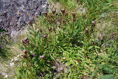Erigeron acris kamtschaticus
