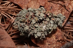 Imshaugia placorodia