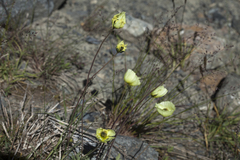 Papaver pseudocanescens