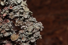 Imshaugia placorodia