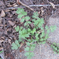 Nemophila phacelioides