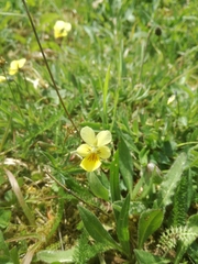 Viola lutea calaminaria