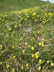 Viola lutea calaminaria