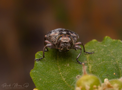 Chrysobothris bothrideres