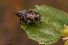Chrysobothris bothrideres
