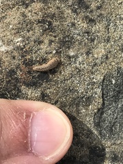Ctenolepisma ciliatum