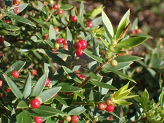 Acrothamnus spathaceus