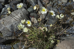 Papaver pseudocanescens
