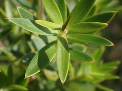 Acrothamnus spathaceus