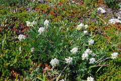 Oxytropis evenorum
