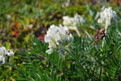 Oxytropis evenorum