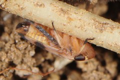 Anoscopus serratulae