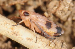 Anoscopus serratulae