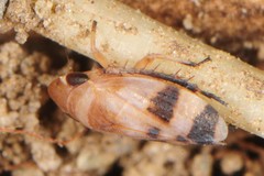 Anoscopus serratulae