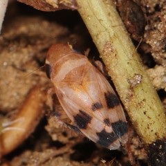 Anoscopus serratulae