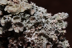 Imshaugia placorodia