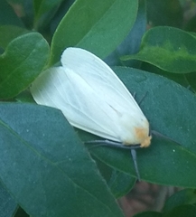 Pareuchaetes pseudoinsulata