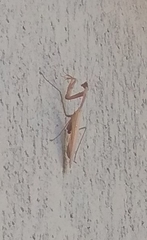 Hierodula membranacea