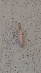 Hierodula membranacea