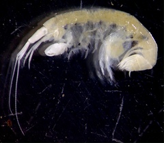Ampeliscidae