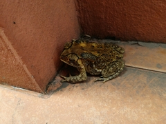 Duttaphrynus melanostictus