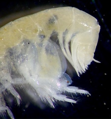 Ampeliscidae