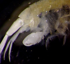 Ampeliscidae