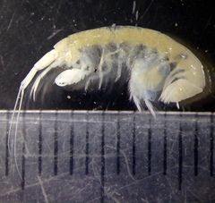 Ampeliscidae