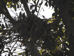 Buteo lineatus