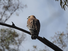 Buteo lineatus