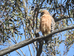 Buteo lineatus