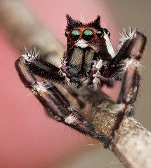 Sandalodes bipenicillatus